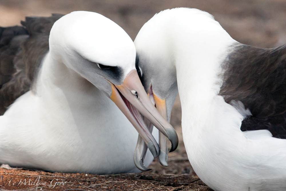 Focusing on Wildlife, Award Winning Photographer - Melissa Groo - Ink ...